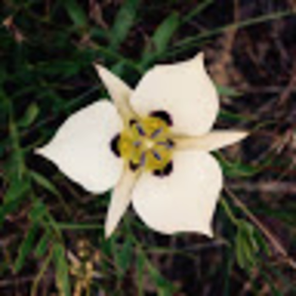 Meet your Posher, Stella